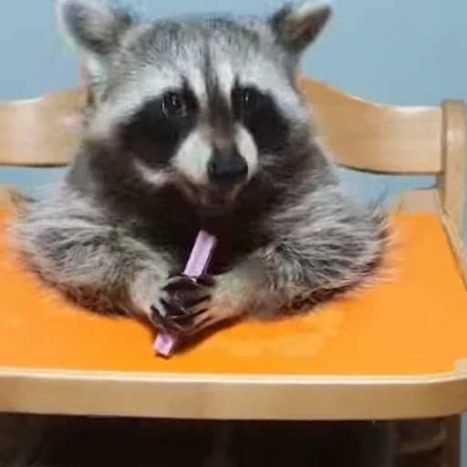 🚬 Стикер «Не котики, а енотики!» для Telegram