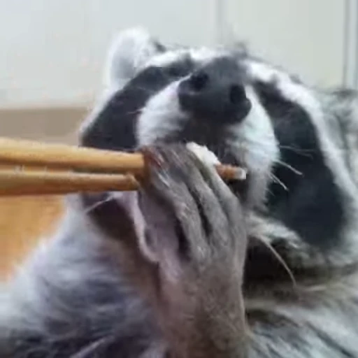 🥢 Стикер «Не котики, а енотики!» для Telegram