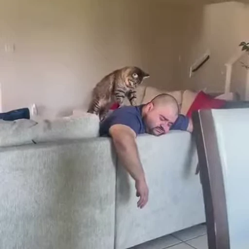 💆‍♀ Стикер «FunnyAnimal3» для Telegram