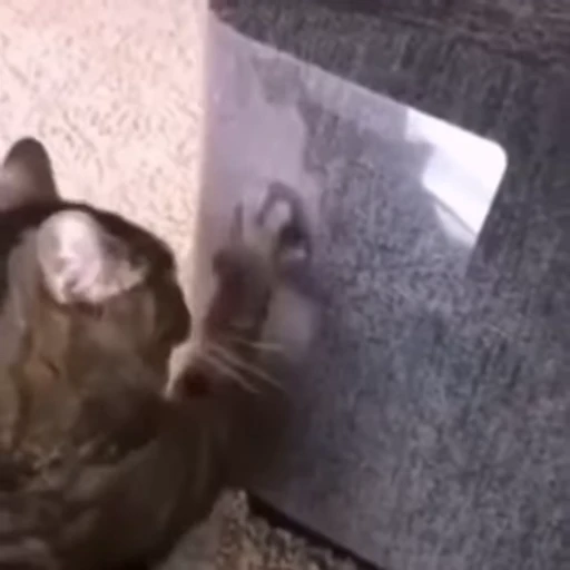 💅 Стикер «FunnyAnimal3» для Telegram