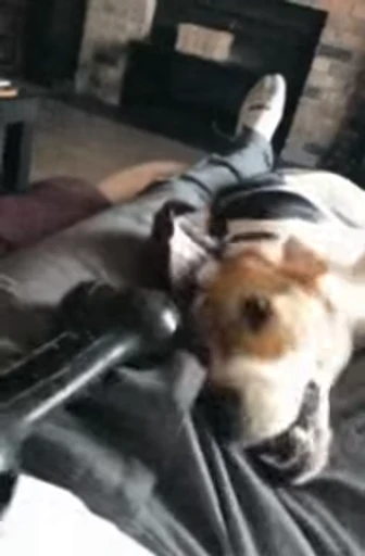 😁 Стикер «FunnyAnimal3» для Telegram