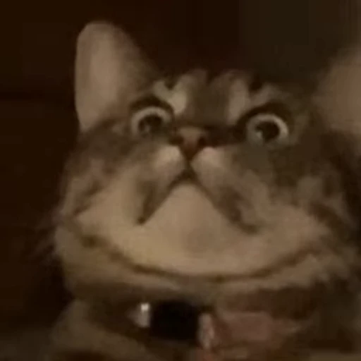 😳 Стикер «FunnyAnimal3» для Telegram