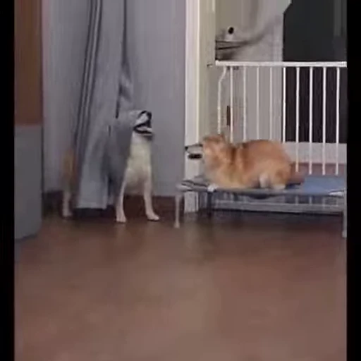 😶 Стикер «FunnyAnimal3» для Telegram
