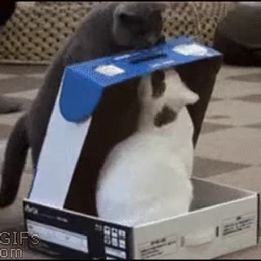 😅 Стикер «FunnyAnimal3» для Telegram