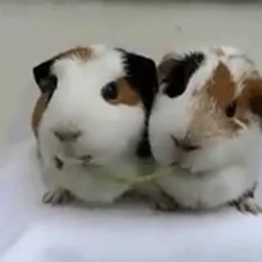 🫶 Стикер «FunnyAnimal3» для Telegram
