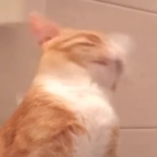 😵‍💫 Стикер «FunnyAnimal3» для Telegram