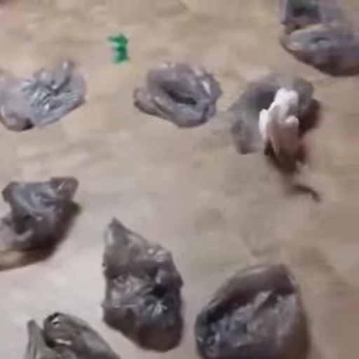 🤪 Стикер «FunnyAnimal3» для Telegram