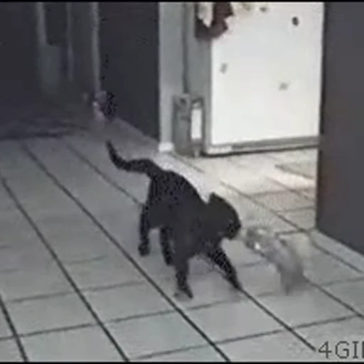 🎈 Стикер «FunnyAnimal3» для Telegram
