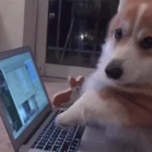 💻 Стикер «FunnyAnimal3» для Telegram