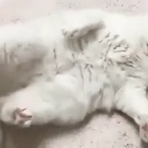 🤨 Стикер «FunnyAnimal3» для Telegram