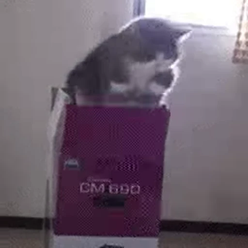 🏃‍♂ Стикер «FunnyAnimal3» для Telegram