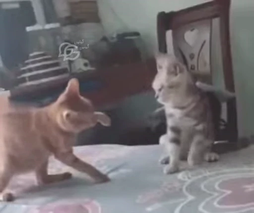 ❤️ Стикер «FunnyAnimal3» для Telegram