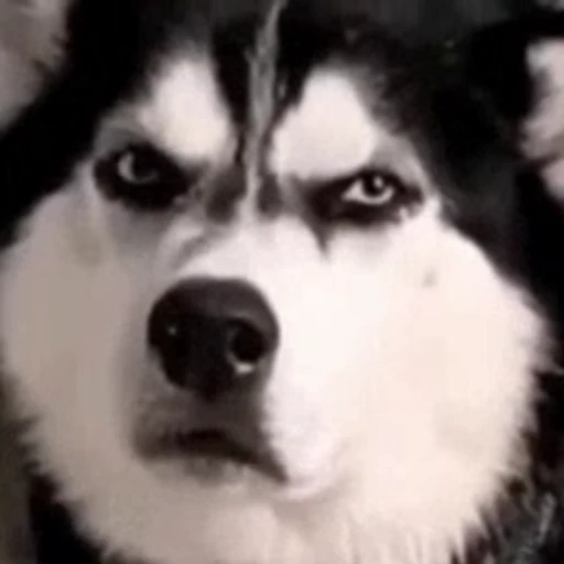 Стикерпак FunnyAnimal3 для Telegram