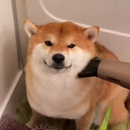 💇‍♂ Стикер «FunnyAnimal3» для Telegram