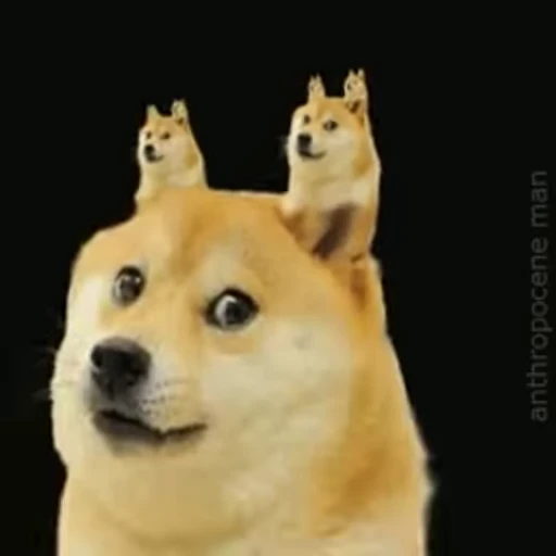 🤠 Стикер «FunnyAnimal3» для Telegram