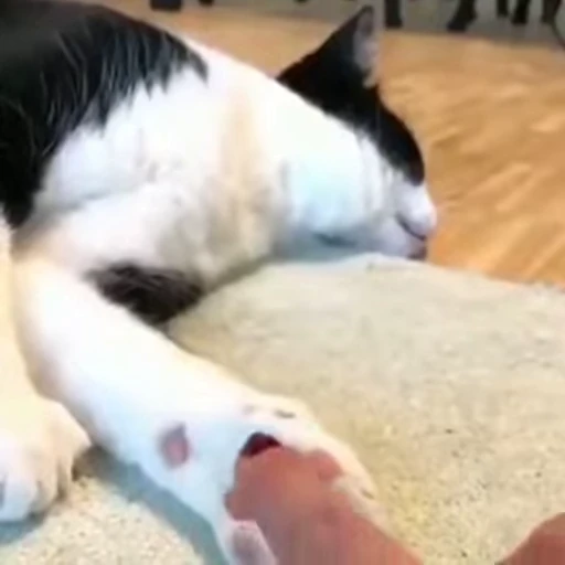 🤯 Стикер «FunnyAnimal3» для Telegram