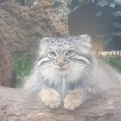 🥱 Стикер «FunnyAnimal3» для Telegram