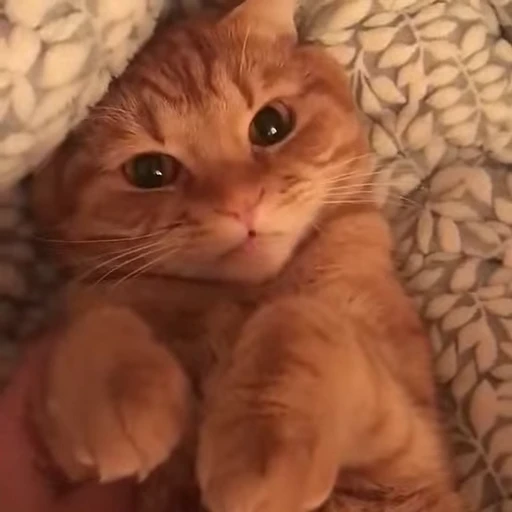 😍 Стикер «FunnyAnimal3» для Telegram