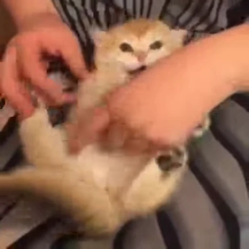 😂 Стикер «FunnyAnimal3» для Telegram