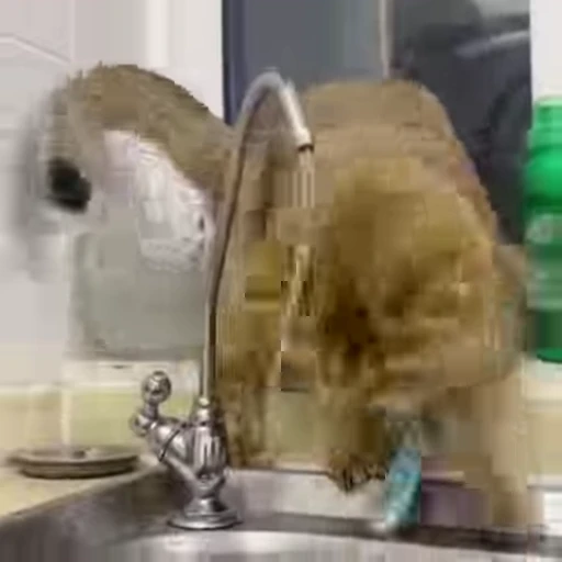 💧 Стикер «FunnyAnimal3» для Telegram