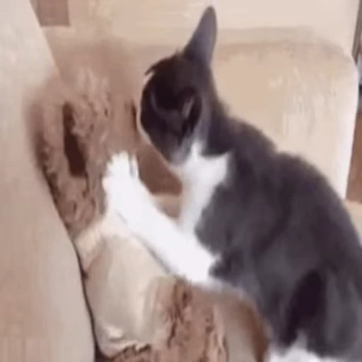 😘 Стикер «FunnyAnimal3» для Telegram