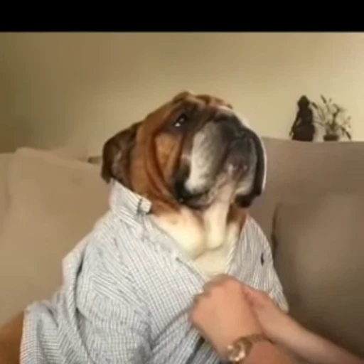😎 Стикер «FunnyAnimal3» для Telegram