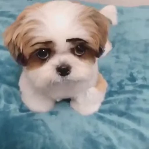🥹 Стикер «FunnyAnimal3» для Telegram