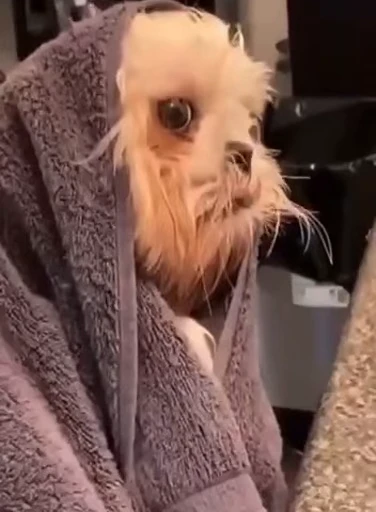 🤔 Стикер «FunnyAnimal3» для Telegram