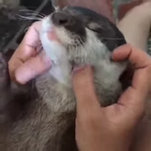 💆 Стикер «FunnyAnimal3» для Telegram
