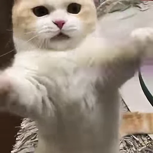 😸 Стикер «FunnyAnimal3» для Telegram