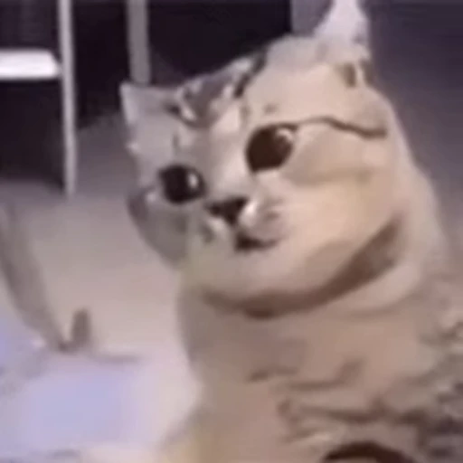 👀 Стикер «FunnyAnimal3» для Telegram