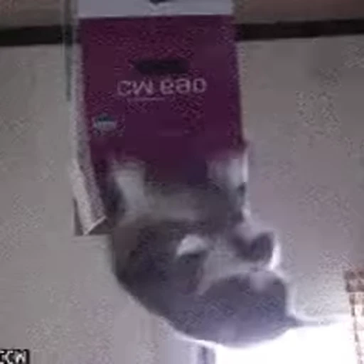 🏃 Стикер «FunnyAnimal3» для Telegram