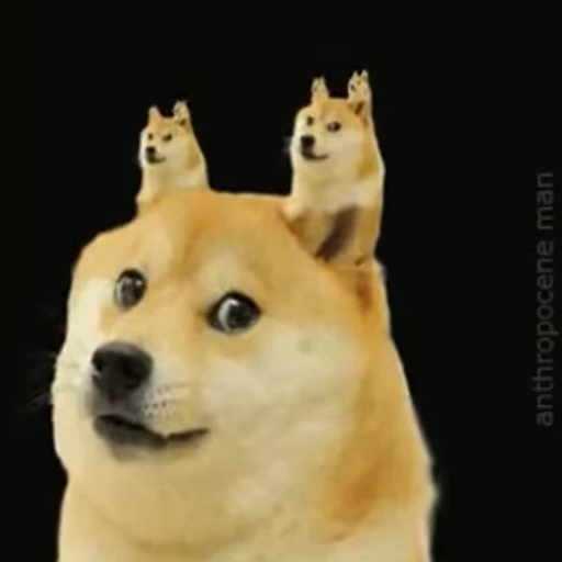 🤠 Стикер «FunnyAnimal3» для Telegram