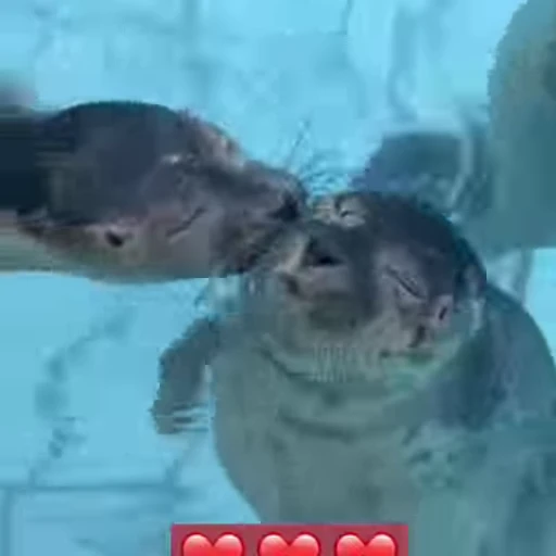 ❤️ Стикер «FunnyAnimal3» для Telegram