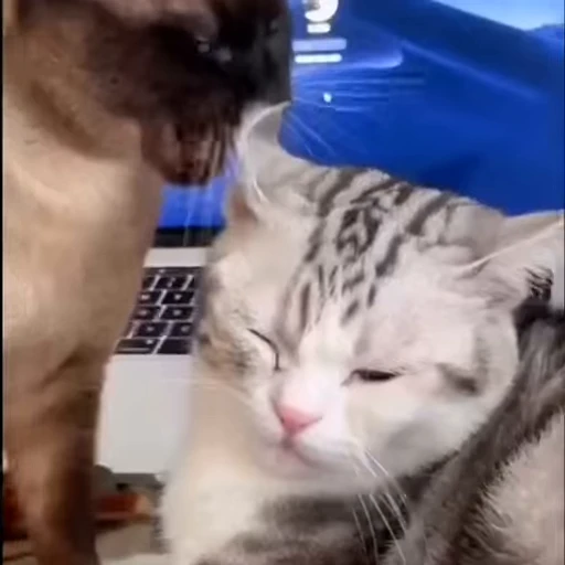 👂 Стикер «FunnyAnimal3» для Telegram