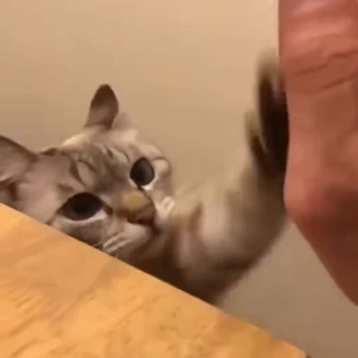 🤝 Стикер «FunnyAnimal3» для Telegram