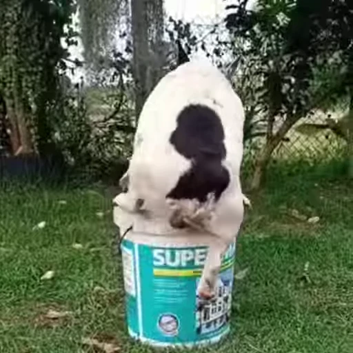 🤤 Стикер «FunnyAnimal3» для Telegram