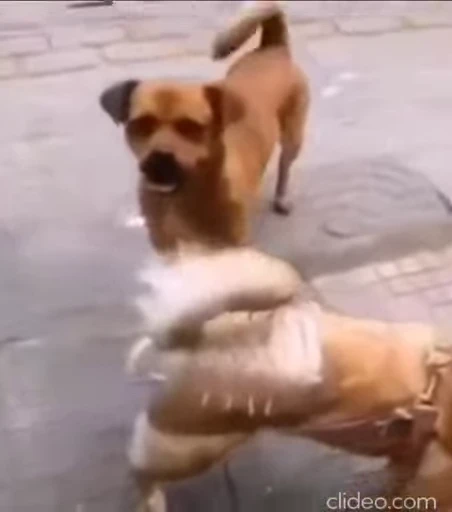 🥲 Стикер «FunnyAnimal3» для Telegram