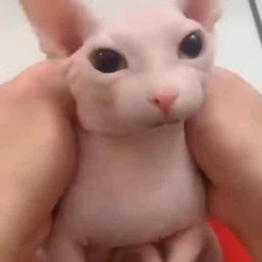 🥺 Стикер «FunnyAnimal3» для Telegram