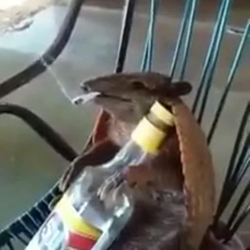 🍾 Стикер «FunnyAnimal3» для Telegram
