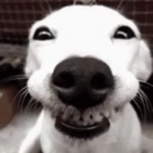 😁 Стикер «FunnyAnimal» для Telegram