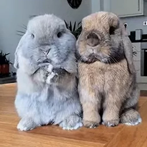 😁 Стикер «FunnyAnimal» для Telegram