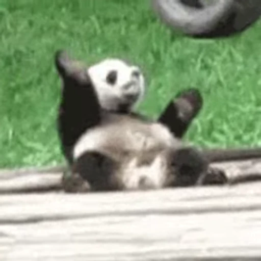 😁 Стикер «FunnyAnimal» для Telegram