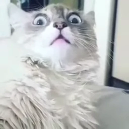 😳 Стикер «FunnyAnimal» для Telegram