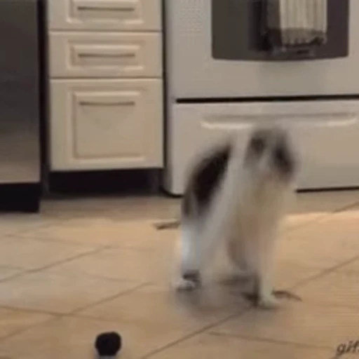 🤪 Стикер «FunnyAnimal» для Telegram