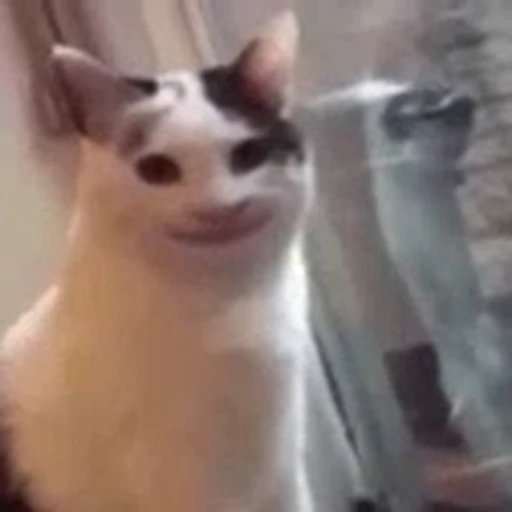 😁 Стикер «FunnyAnimal» для Telegram