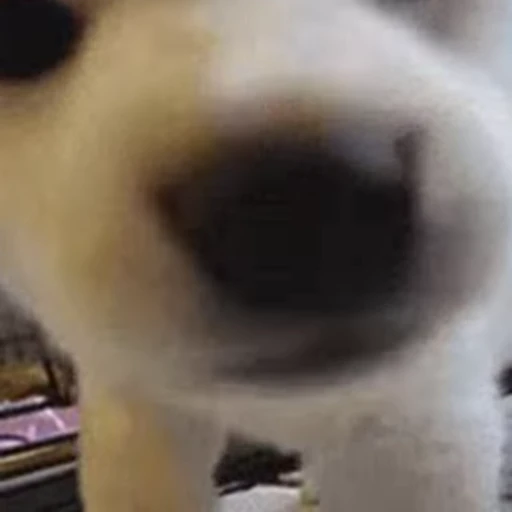 😘 Стикер «FunnyAnimal» для Telegram