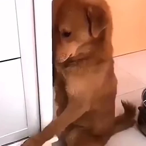😁 Стикер «FunnyAnimal» для Telegram
