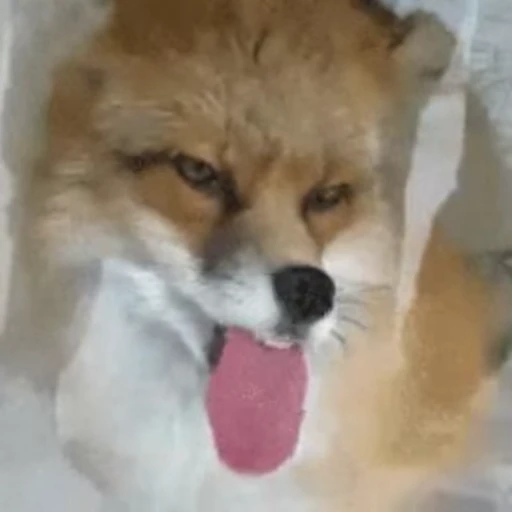 😛 Стикер «FunnyAnimal» для Telegram