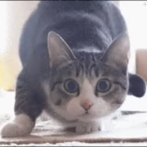 😁 Стикер «FunnyAnimal» для Telegram